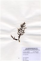 藏品(三角翼枝藻)的圖片